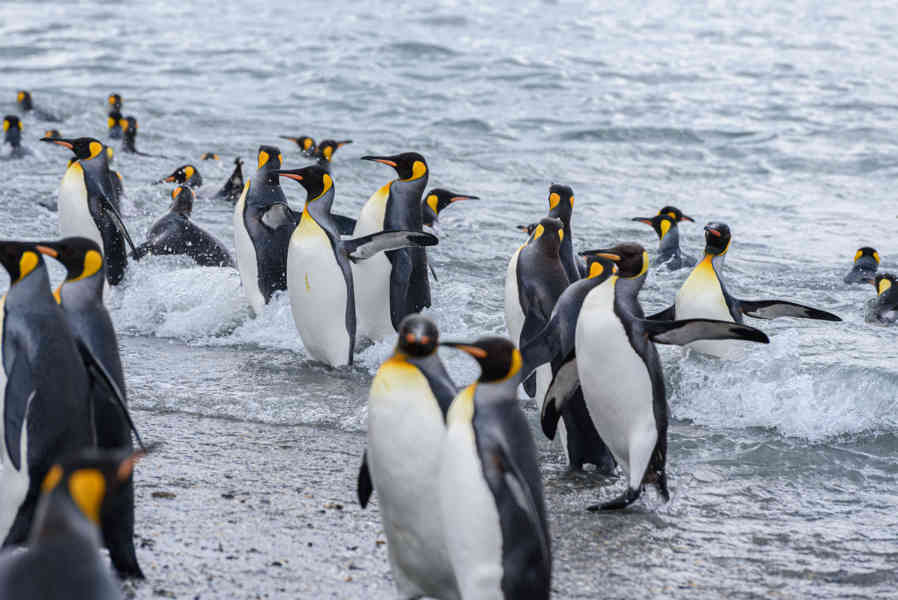 Pingüino Rey - islas Georgias del Sur 086.jpg